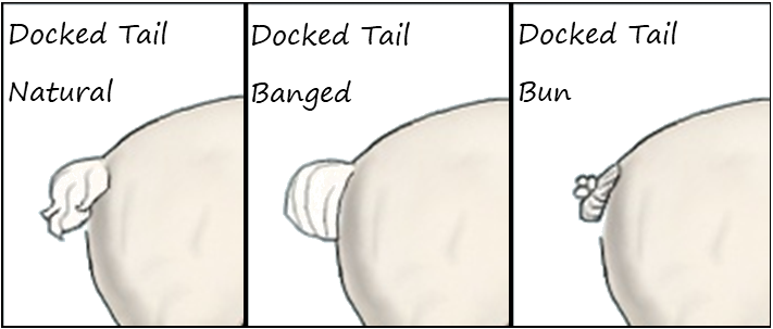 Tails.png